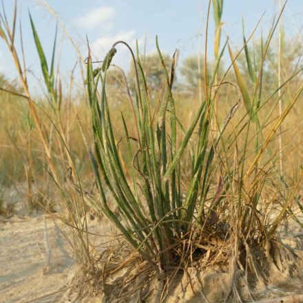 Sziki útifű (Plantago maritima) vetőmag