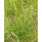 Sziki útifű (Plantago maritima) vetőmag