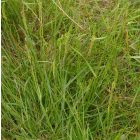Sziki útifű (Plantago maritima) vetőmag