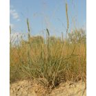 Sziki útifű (Plantago maritima) vetőmag