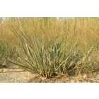 Sziki útifű (Plantago maritima) vetőmag