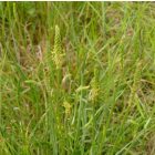 Sziki útifű (Plantago maritima) vetőmag
