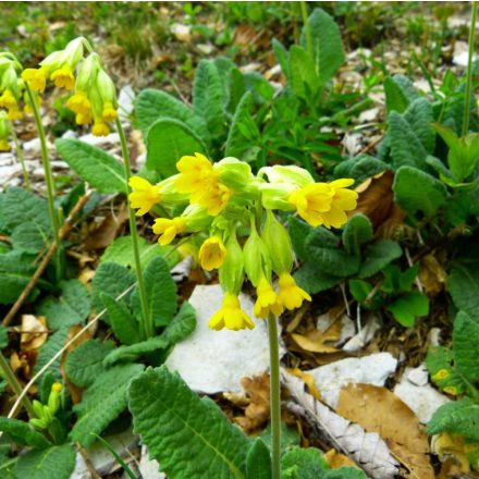 Tavaszi kankalin (Primula veris) vetőmag