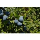 Kökény (Prunus spinosa) vetőmag