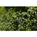 Kökény (Prunus spinosa) vetőmag