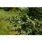 Kökény (Prunus spinosa) vetőmag