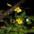 Változó boglárka (Ranunculus auricomus) vetőmag