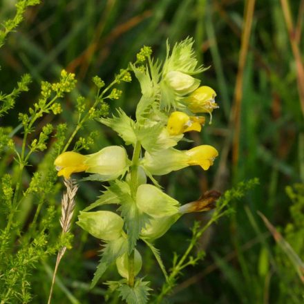 Csörgő kakascímer (Rhinanthus minor) vetőmag