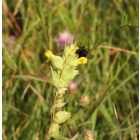 Csörgő kakascímer (Rhinanthus minor) vetőmag