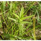Csörgő kakascímer (Rhinanthus minor) vetőmag