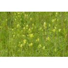 Csörgő kakascímer (Rhinanthus minor) vetőmag