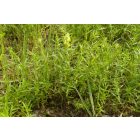 Csörgő kakascímer (Rhinanthus minor) vetőmag