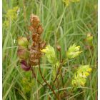 Csörgő kakascímer (Rhinanthus minor) vetőmag