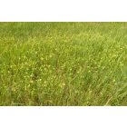 Csörgő kakascímer (Rhinanthus minor) vetőmag
