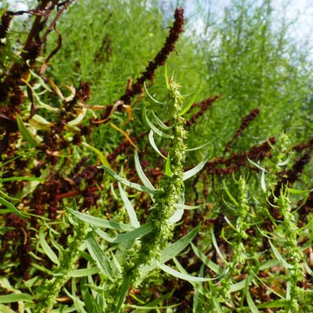 Mocsári lórom (Rumex palustris) vetőmag