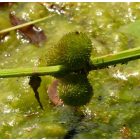 Nyilaslevelű nyilfű (Sagittaria sagittifolia) vetőmag