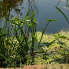 Nyilaslevelű nyilfű (Sagittaria sagittifolia) vetőmag