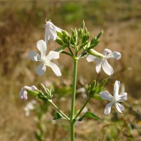 Orvosi szappanfű (Saponaria officialis) vetőmag
