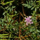 Közönséges tarkakoronafürt (Securigera varia) vetőmag