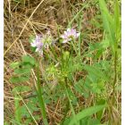 Közönséges tarkakoronafürt (Securigera varia) vetőmag