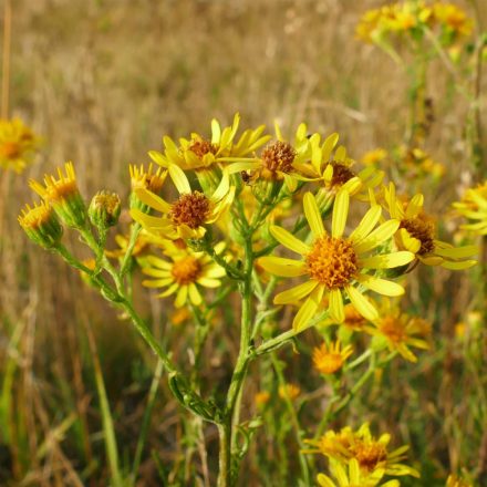 Keskenylevelű aggófű (Senecio erucifolius) vetőmag