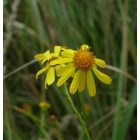 Keskenylevelű aggófű (Senecio erucifolius) vetőmag