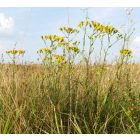 Keskenylevelű aggófű (Senecio erucifolius) vetőmag