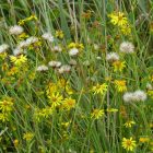 Keskenylevelű aggófű (Senecio erucifolius) vetőmag