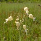 Hólyagos habszegfű (Silene vulgaris) vetőmag