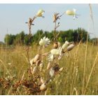 Hólyagos habszegfű (Silene vulgaris) vetőmag