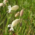 Hólyagos habszegfű (Silene vulgaris) vetőmag