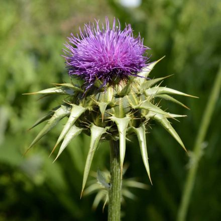 Máriatövis (Silybum marianum) vetőmag