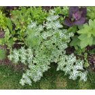 Máriatövis (Silybum marianum) vetőmag