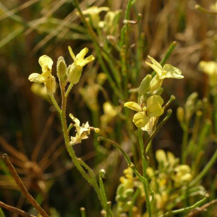 Hamvas zsombor (Sisymbrium orientale) vetőmag