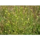 Hamvas zsombor (Sisymbrium orientale) vetőmag