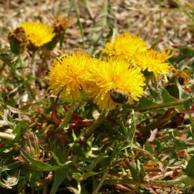 Gyermekláncfű (Taraxacum officinale) vetőmag
