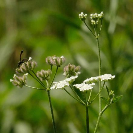 Bojtorjános tüskemag (Torilis japonica) vetőmag