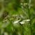 Bojtorjános tüskemag (Torilis japonica) vetőmag