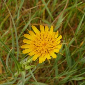 Közönséges bakszakál (Tragopogon orientalis) vetőmag