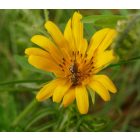 Közönséges bakszakál (Tragopogon orientalis) vetőmag