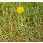 Közönséges bakszakál (Tragopogon orientalis) vetőmag