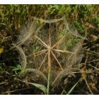 Közönséges bakszakál (Tragopogon orientalis) vetőmag