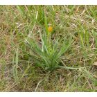Közönséges bakszakál (Tragopogon orientalis) vetőmag