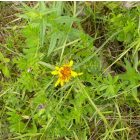 Közönséges bakszakál (Tragopogon orientalis) vetőmag