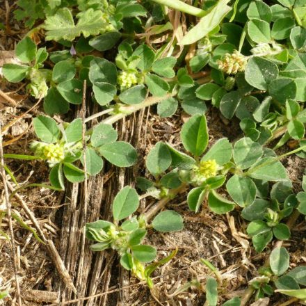 Komlós lucerna (Medicago lupulina) vetőmag