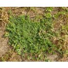 Komlós lucerna (Medicago lupulina) vetőmag