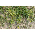 Komlós lucerna (Medicago lupulina) vetőmag