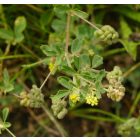 Komlós lucerna (Medicago lupulina) vetőmag
