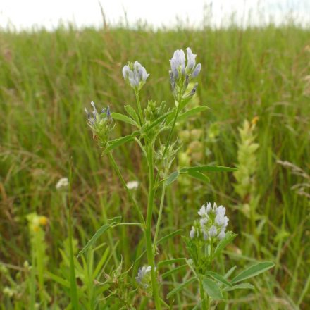 Kékhere (Trigonella caerulea) vetőmag