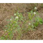 Kékhere (Trigonella caerulea) vetőmag